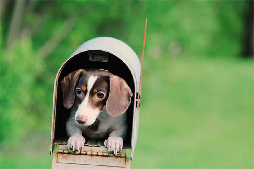 Garde de ressources chez le chien : 5 solutions efficaces pour y remédier