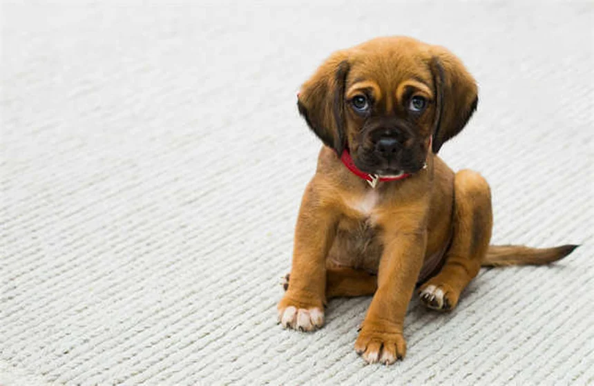 Garde de ressources chez le chien : 5 solutions efficaces pour y remédier