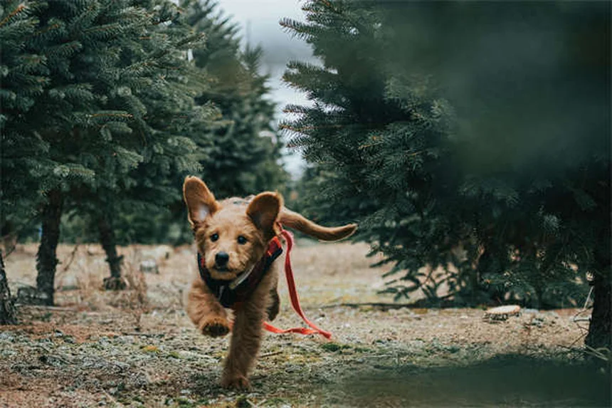 Garde de ressources chez le chien : 5 solutions efficaces pour y remédier